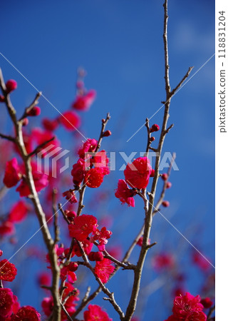 Blue sky and red plum 118831204