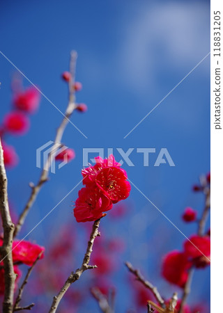 藍天和紅色李子 藍天和紅色李子 118831205