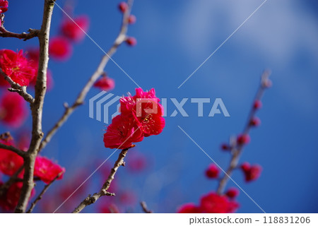 藍天和紅色李子 藍天和紅色李子 118831206