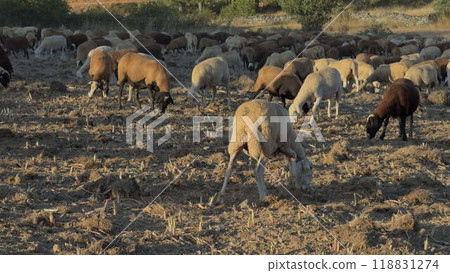 Sheep Grazing in Cornfield at Sunset with Long Shadows 118831274