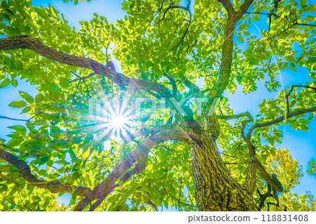 Yokohama cityscape in Japan. Blue sky... Sunlight shines through the camphor tree. A ray of hope... The flower's meaning is fragrance = 6th, Yokohama city Yokohama cityscape in Japan. Blue sky... Sunlight shines through the camphor tree. A ray of hope... The flower's meaning is fragrance = 6th, Yokohama city 118831408