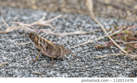 Tonosama beatta (brown type) Tonosama beatta (brown type) 118831476