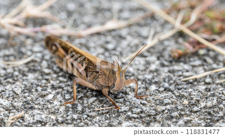 Tonosama beatta (brown type) Tonosama beatta (brown type) 118831477