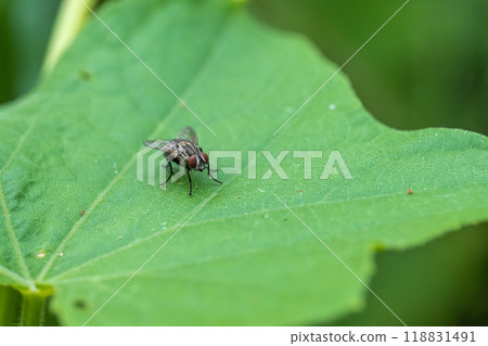 Centipede fly Centipede fly 118831491