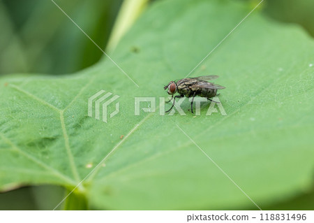 Centipede fly Centipede fly 118831496