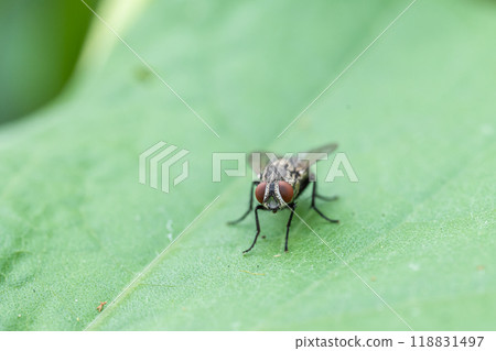 Centipede fly Centipede fly 118831497