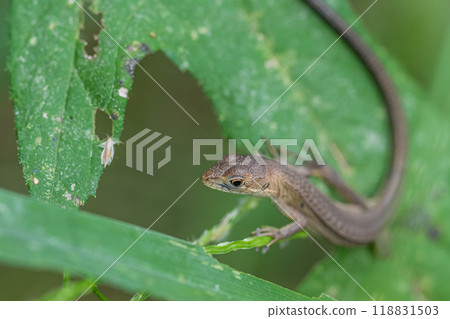 日本假名蛇 日本假名蛇 118831503