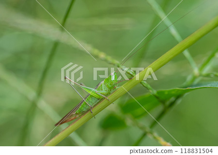 Hoshisaki (female) Hoshisaki (female) 118831504