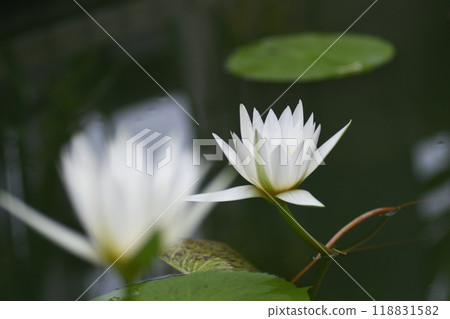 Tropical water lilies, Ofuna Flower Center, Greenhouse pond Tropical water lilies, Ofuna Flower Center, Greenhouse pond 118831582