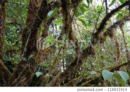 Many kinds of trees in Kew Mae Pan Nature Trail 118831914