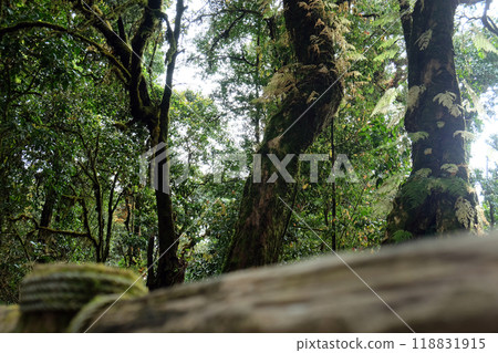 Many kinds of trees in Kew Mae Pan Nature Trail 118831915