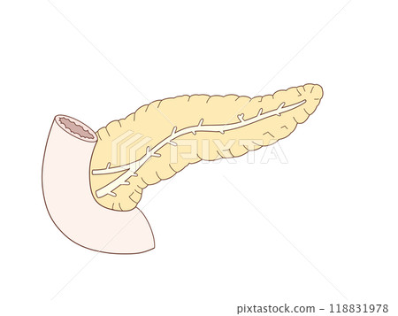消化系統的解剖學和生理學，胰臟的結構，無文字 118831978