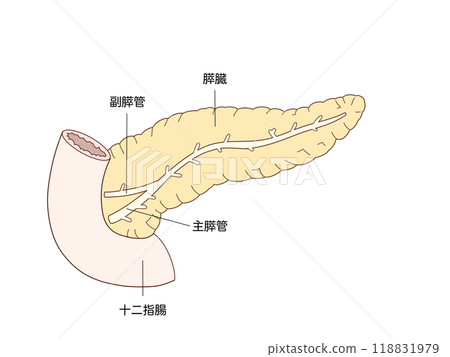 消化系統的解剖學和生理學:胰臟的結構 消化系統的解剖學和生理學:胰臟的結構 118831979