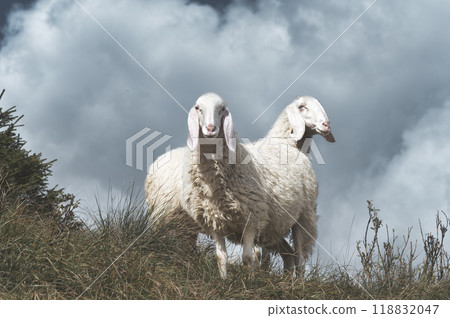 Pair of sheep grazing 118832047