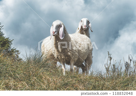 The sheep in the meadow The sheep in the meadow 118832048