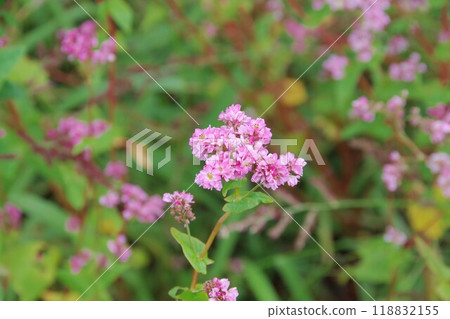 Small pink flowers Small pink flowers 118832155