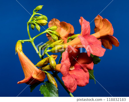 Blooming orange Bignonia capreolata on a blue background 118832183