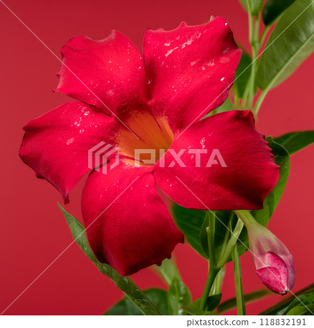 Blooming Dipladenia red on a red background 118832191