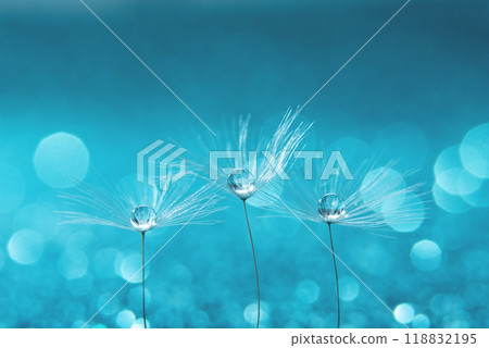 Beautiful dew drops on dandelion seed macro. Beautiful soft blue background. Water drops on parachutes dandelion. soft focus on water droplets. abstract background. Macro nature. Vertical Beautiful dew drops on dandelion seed macro. Beautiful soft blue background. Water drops on parachutes dandelion. soft focus on water droplets. abstract background. Macro nature. Vertical 118832195