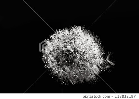 Beautiful dew drops on dandelion seed macro. Beautiful soft black background. Water drops on parachutes dandelion. soft focus on water droplets. abstract background. Macro nature. Vertical Beautiful dew drops on dandelion seed macro. Beautiful soft black background. Water drops on parachutes dandelion. soft focus on water droplets. abstract background. Macro nature. Vertical 118832197