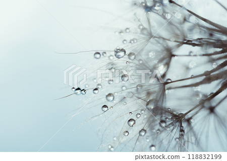 Macro nature abstract background. Beautiful dew drops on dandelion seed macro. soft background. Water drops on parachutes dandelion. Copy space. soft selective focus on water droplets. circular shape Macro nature abstract background. Beautiful dew drops on dandelion seed macro. soft background. Water drops on parachutes dandelion. Copy space. soft selective focus on water droplets. circular shape 118832199
