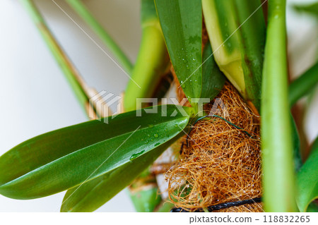 orchid sprout on coconut fiber 118832265