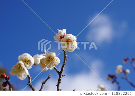 發光在藍天的白色李子 118832295