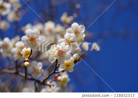 發光在藍天的白色李子 118832313