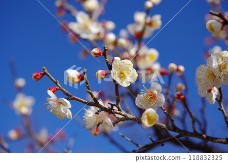 發光在藍天的白色李子 118832325