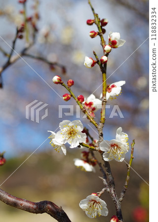 發光在藍天的白色李子 發光在藍天的白色李子 118832334