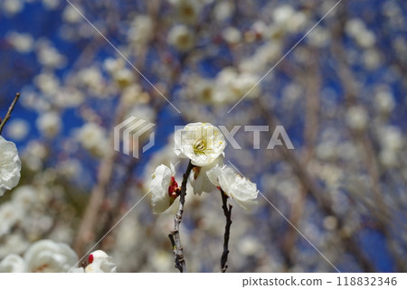 White plum shining in the blue sky White plum shining in the blue sky 118832346