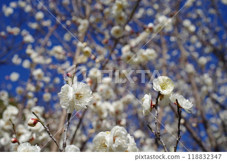 White plum shining in the blue sky White plum shining in the blue sky 118832347