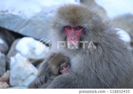 Staring monkey Staring monkey 118832435