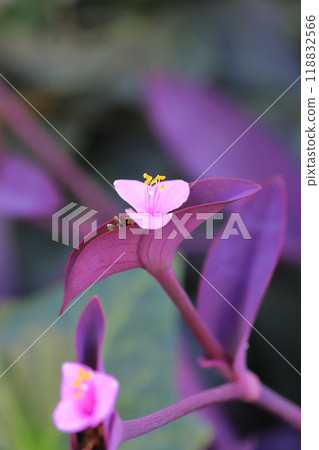 Pink purple palace (purple heart) flowers Pink purple palace (purple heart) flowers 118832566