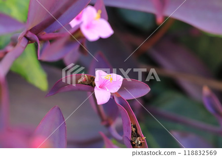 粉紫宮(紫心)花 粉紫宮(紫心)花 118832569