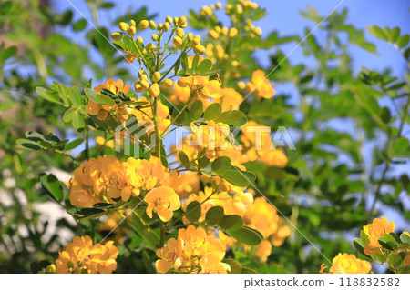 盛開的決明子(安地斯山脈少女/小葉番瀉葉) 盛開的決明子(安地斯山脈少女/小葉番瀉葉) 118832582