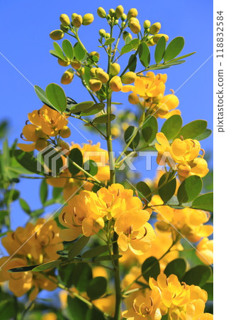 盛開的決明子(安地斯山脈少女/小葉番瀉葉) 盛開的決明子(安地斯山脈少女/小葉番瀉葉) 118832584