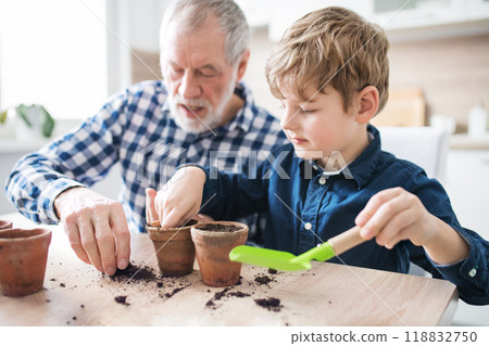 Grandfather and grandson planting seedlings. Vegetable seeds in the palm, planted into small terracotta pots. Grandfather and grandson planting seedlings. Vegetable seeds in the palm, planted into small terracotta pots. 118832750