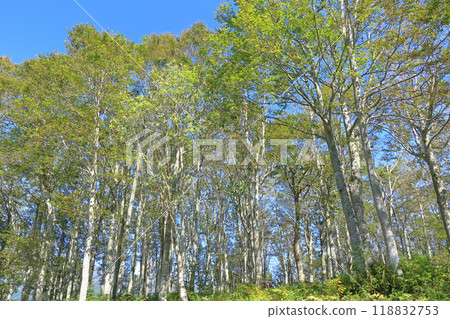 白馬岩岳避暑山莊的山毛櫸林 白馬岩岳避暑山莊的山毛櫸林 118832753
