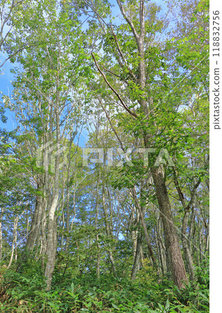 Hakuba Iwatake Mountain Resort Nezuko no Mori 118832756