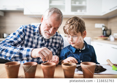 Grandfather and grandson planting seedlings. Vegetable seeds in the palm, planted into small terracotta pots. 118832763