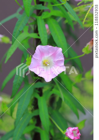 Pink day glory (hemiphorbia) flowers 118832938