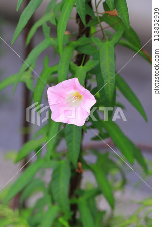 Pink day glory (hemiphorbia) flowers 118832939