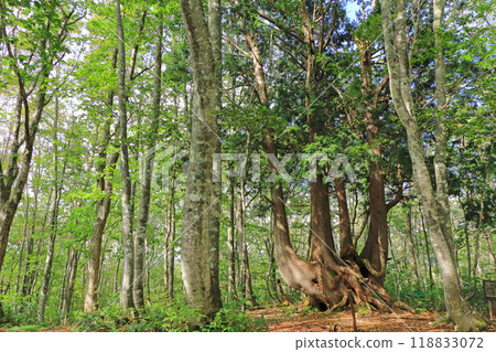 白馬岩岳避暑山莊巨型祢豆樹 白馬岩岳避暑山莊巨型祢豆樹 118833072