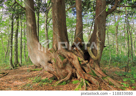 Hakuba Iwatake Mountain Resort Giant Mouse Tree 118833080