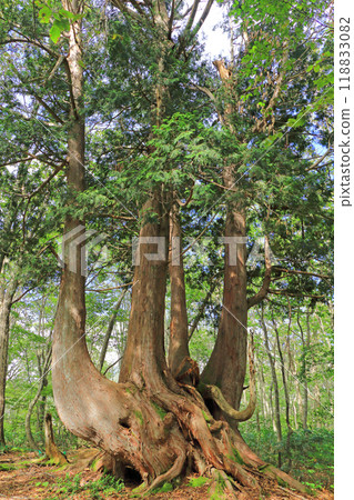 Hakuba Iwatake Mountain Resort Giant Mouse Tree Hakuba Iwatake Mountain Resort Giant Mouse Tree 118833082
