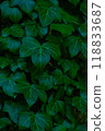 Ivy leaves. Green leafy background. 118833687