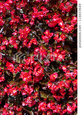 Begonia big red flower. Floral background. Pink petals. Begonia big red flower. Floral background. Pink petals. 118833689