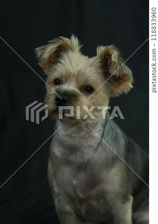 Yorkshire Terrier Mugi 118833960