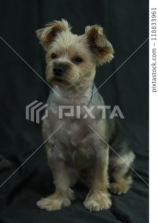 Yorkshire Terrier Mugi 118833961